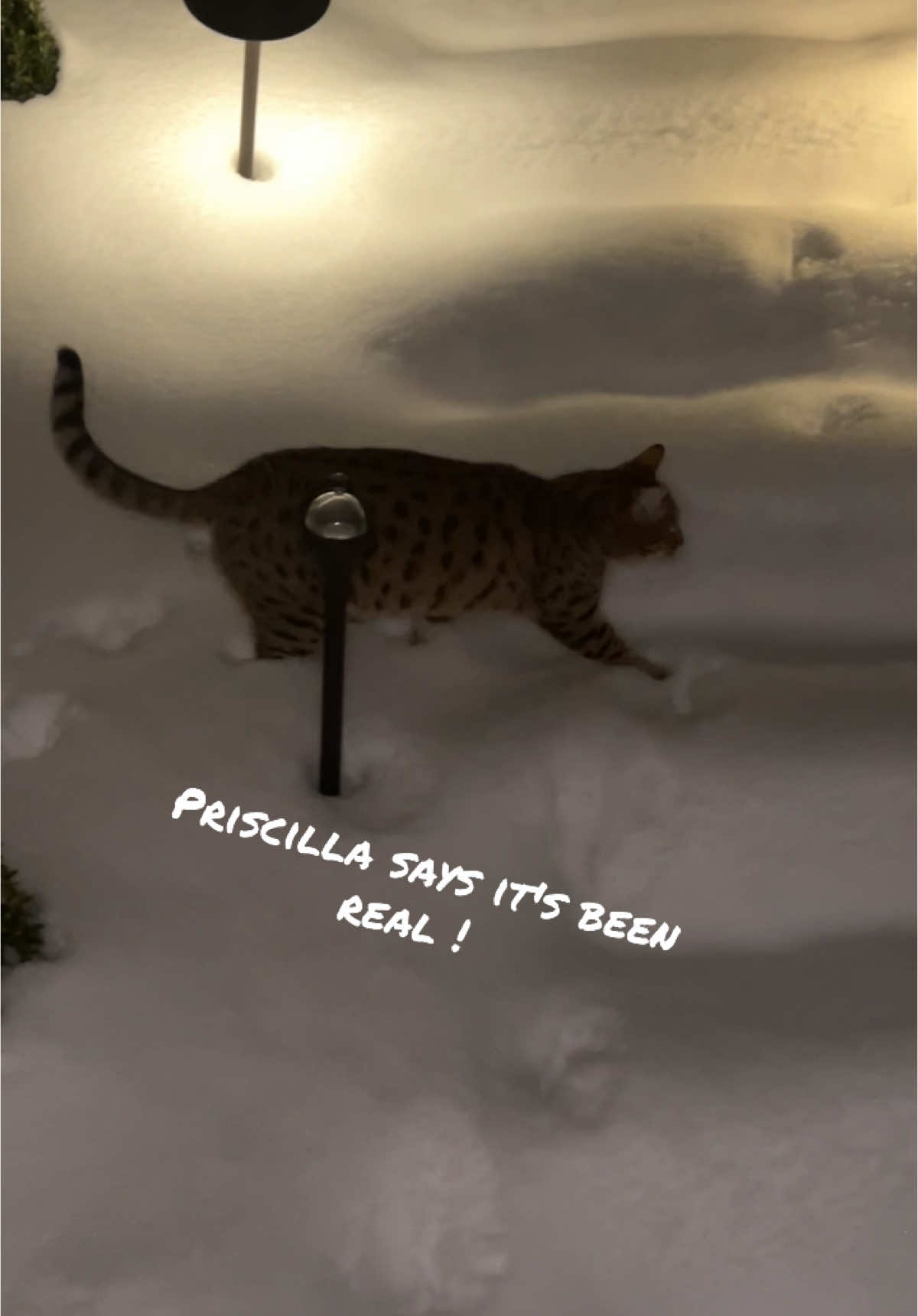 #seeya #fyp #usa🇺🇸 #catsoftiktok #priscilla #ohio #PetsOfTikTok #snow #spoiled 