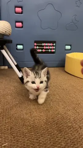 So cute #cutecat #pet #kucing #kitty 
