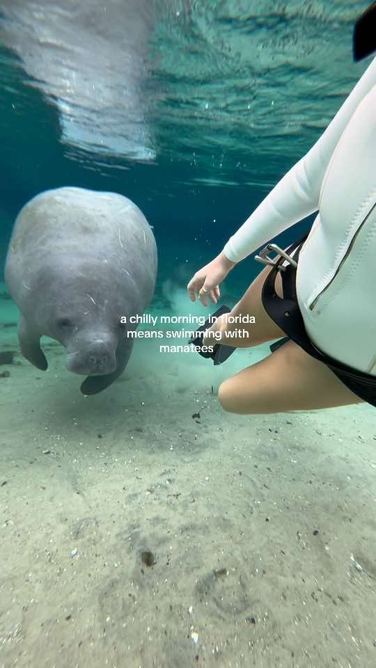 i love playing with them 🥹 #manatee #swimmingwithmanatees #florida #floridasprings #fyp #manatees #bucketlist 