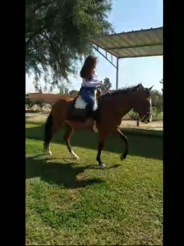 ☑️ Paseo a Caballo en #Tacna ✔️ Ubicación:Asoc. Piedra Blanca (Calana) ⬇️ Contáctanos para reservar tu paseo: 📱 +51 952 361 590 📱 +51 944 007 199 📱 +51 952 704 934 #tacna_peru🇵🇪 #calana #paseoacaballo #caballoperuanodepaso #paratiiii #fyp #aricachile🇨🇱 #arica #chile #horseriding #horsescooper