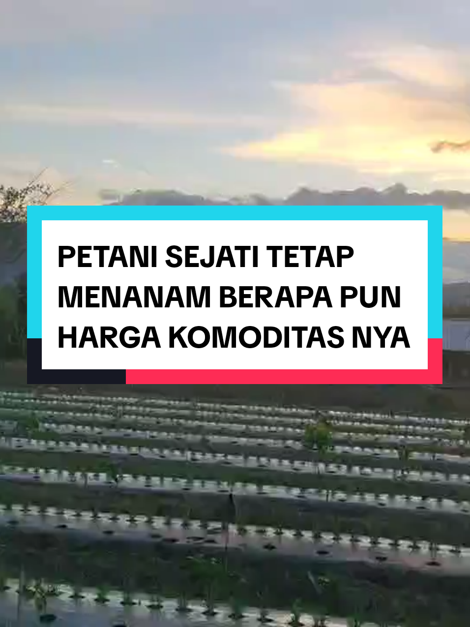 PETANI CABAI MELON BAWANG MERAH SEMANGKA #petaniindonesia🇮🇩🇮🇩🇮🇩🌿🌿  #petanicabai🌶️🌶️🌶️  #petanisemangka🍉🍉  #petanibawangmerah  #aceh #medan #magelang #nganjuk #enrekang #solok