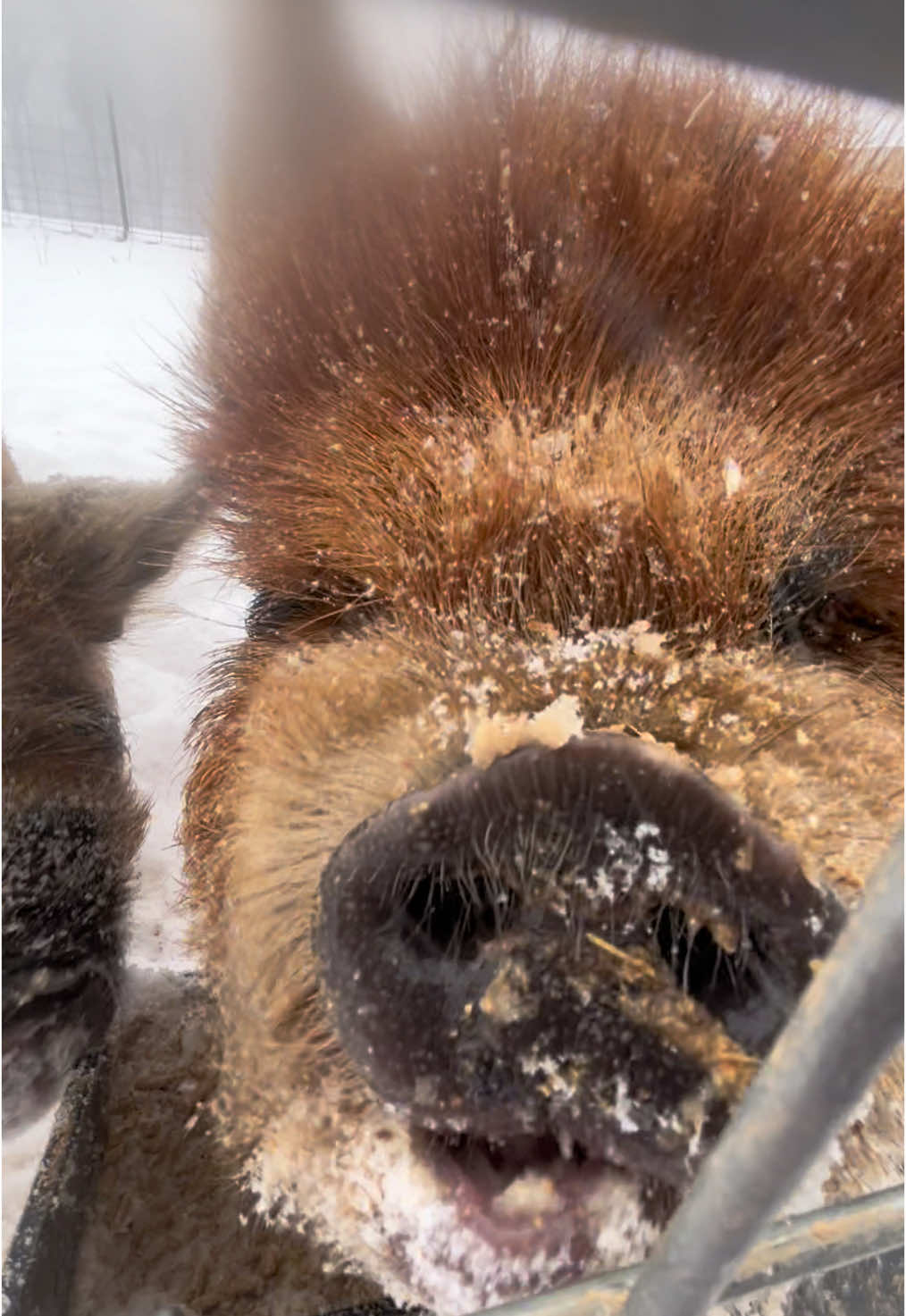 🐷 #eggsandbunnies #hobbyfarm #snow #snowday #winter #asmr #asmrsounds #kunekune #pig #eating #eatingasmr #fyp