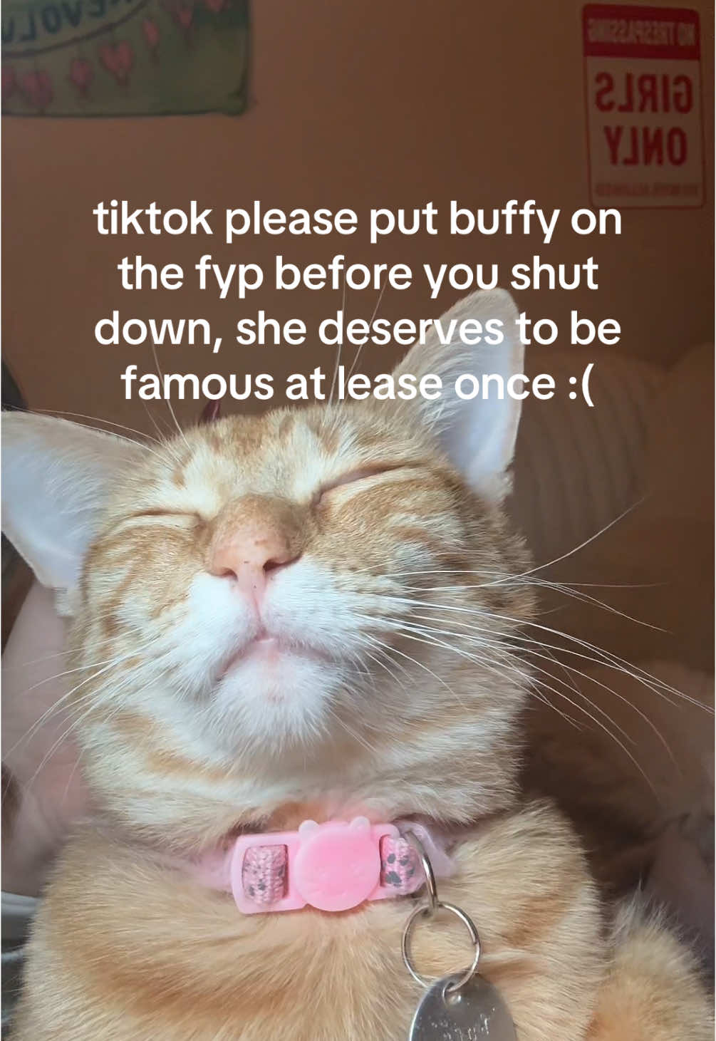 my sweet baby #tiktokban #cats #catsoftiktok #savetiktok #viral #fyp #riptiktok #byetiktok 