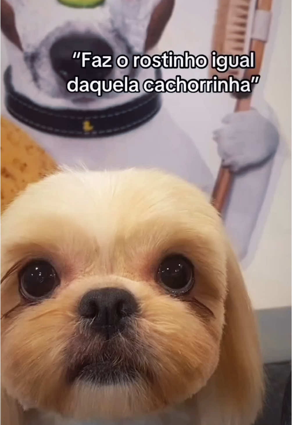 Claro fazemos sim 🤡 #petshop #banhoetosa #shihtzu #fory #foru #foryyyyyyyyyyyyyyyyyyyyyyy 