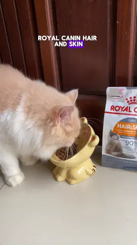 Berawal dari kucing ku Diego ini birahin, kemudian pilih-pilih makanan, iseng pilih royal canin hair and skin eh malah lahap dong makan nya. Jadi makin gembul dan bulunya panjang tebal. #makanankucing #dryfoodkucing #royalcaninhairandskin #rekomendasimakanankucing 