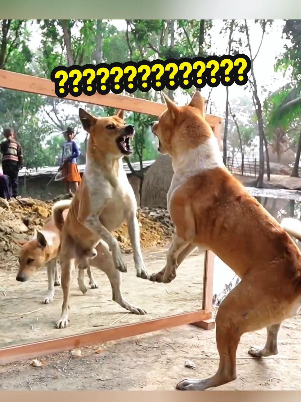 Dog mirror prank | Dog doesn't know himself 😂 #dog #dogsoftiktok #massfollowing #funnydog #funnyanimals #foryou #foryoupage #fyp #xyz 