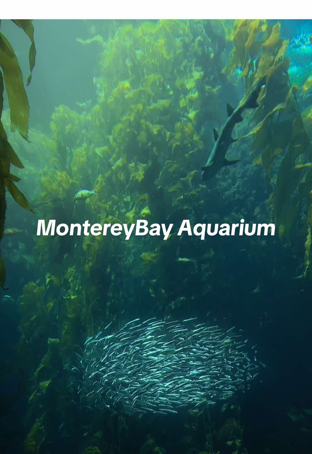 Reminiscing 🥹 #a#aquariumm#montereybayaquariump#PlacesToVisitn#northerncaliforniam#magical