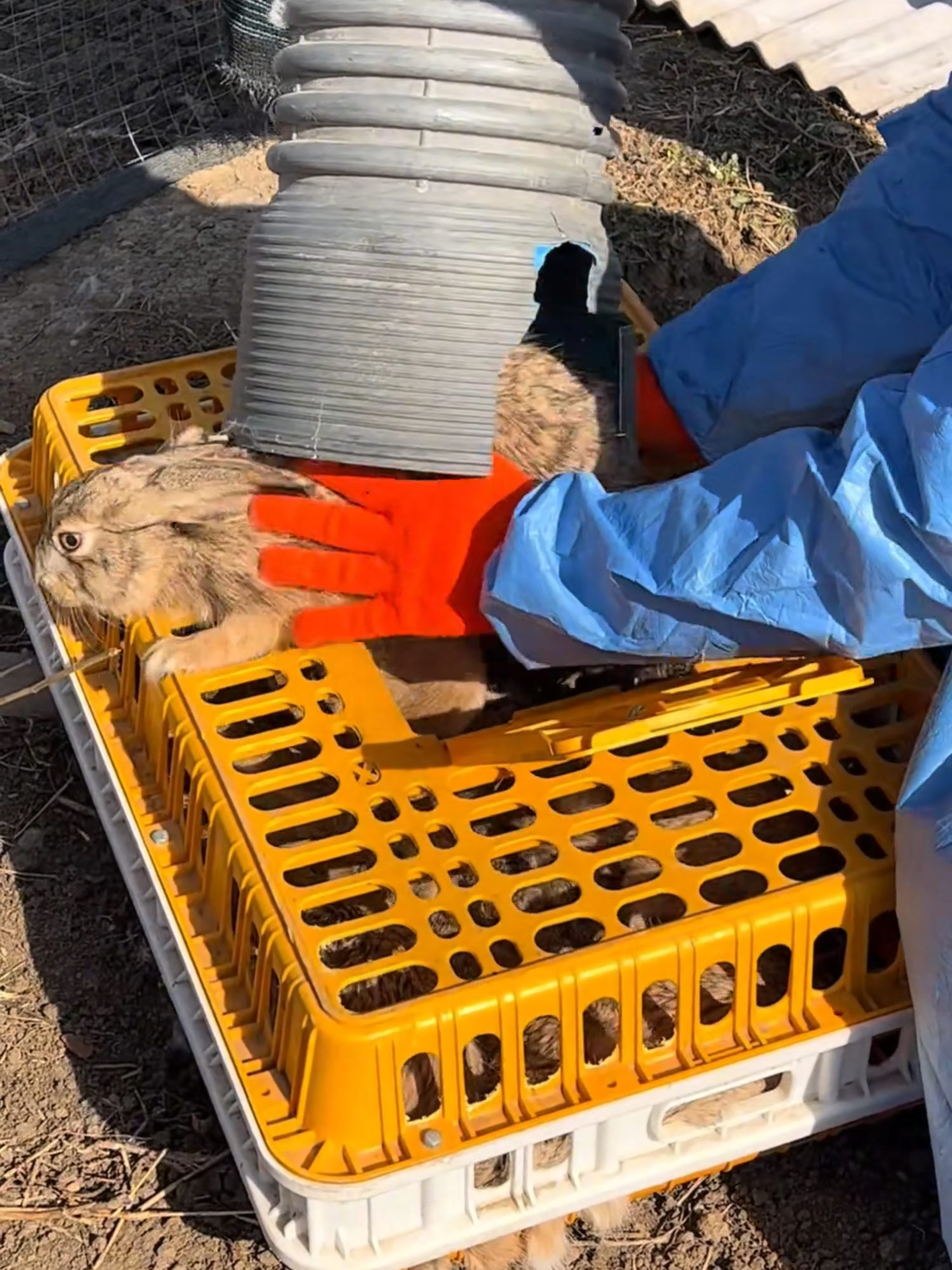 #rabbit #farming #agriculture