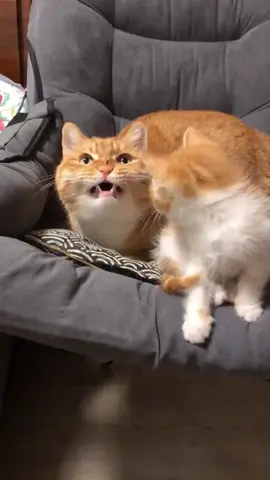 Dislikes kittens #fyp #foryou #cat #cats #catsoftiktok 