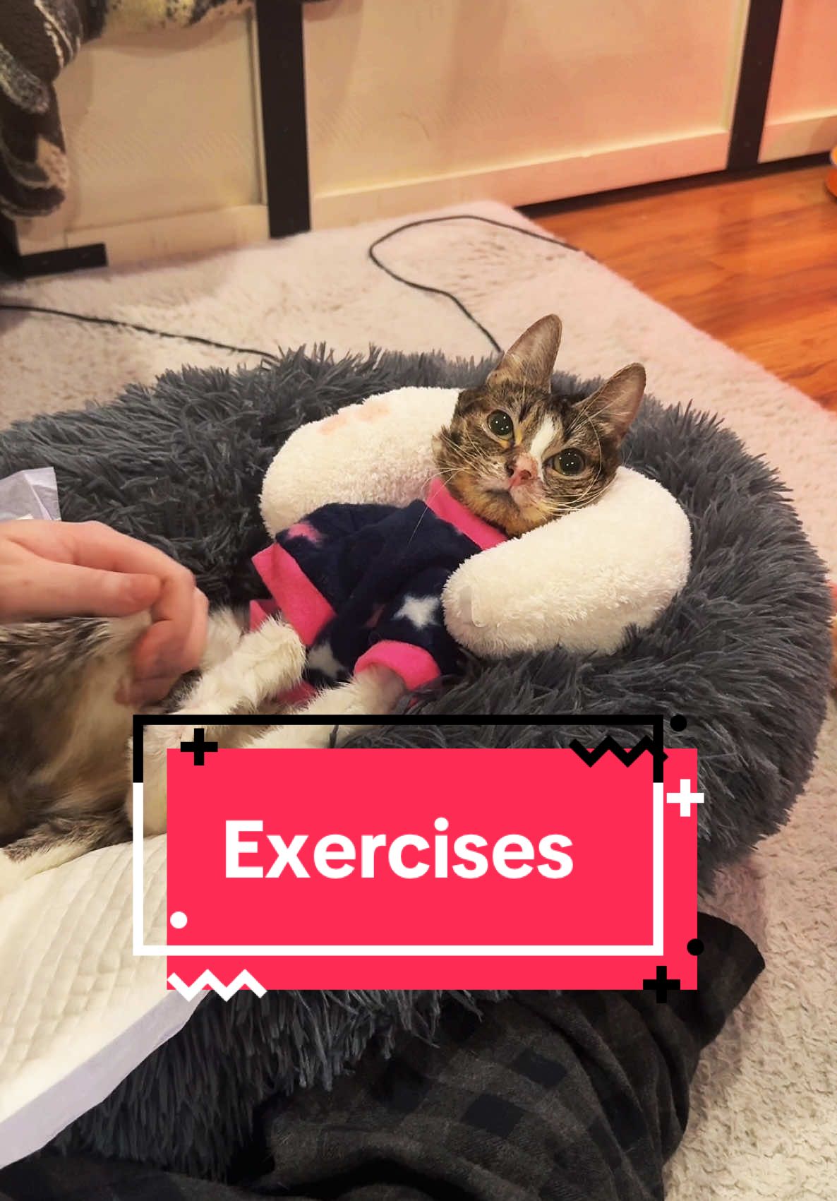 Exercises with Ysera #ysera #yseratok #kitten #cute #specialcat #catsoftiktok #kitty #goodmorningysera #catsofinstagram #catsoffacebook #ndd #neurodegenerativedisease #yserasarmy #exercises #physicaltherapy 