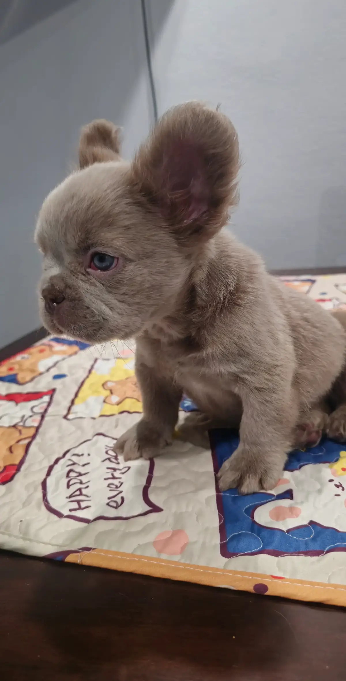 Help Us Name Our New Puppy! Meet our adorable new puppy! We're calling on all of you to help us name him. Drop your suggestions in the comments, and let's see what creative names we can come up with together! Thanks for all the support! #NewPuppy #NameOurPuppy #PuppyLove #TikTokPets #DogNames #PetCommunity 