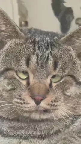 #funny#catslovers #cats #foryou