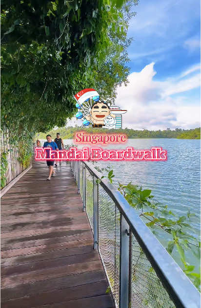 Discover the brand-new Mandai Boardwalk, a 3.3km walking trail offering stunning views of the Upper Seletar Reservoir.  This free attraction circles River Wonders and Singapore Zoo, providing a unique perspective on the surrounding wildlife. Access the boardwalk conveniently from Mandai Wildlife East or an entrance near River Wonders.  Enjoy five themed rest stations—Lora’s Nest, Damselfly’s Wing, Tree Frog’s Hangout, Lizard’s Lounge, and Eagle’s Perch—each designed to highlight the area's fascinating inhabitants.  A scenic lookout point provides breathtaking panoramic views. Open daily from 7am to 7pm, the boardwalk's hours are designed to minimize disruption to nocturnal wildlife.  Come explore the beauty of nature at your own pace! Same as go to Singapore Zoo, there are 138 and 927 bus service, at the entrance, just keep to left side, a lot of “Mandai Boardwalk” signs will guide you along…… #mandaiboardwalk  #mandaiwildlifereserve #exploresg🇸🇬  #singaporezoo  #riverwonderssg  #mandai  #singaporeplacestogo  #visitsingapore  #visitsingapore2025  #nparks  #npark  #nparksbuzz  #howtogomandaiboardwalk  #boardwalk  #boardwalksg 