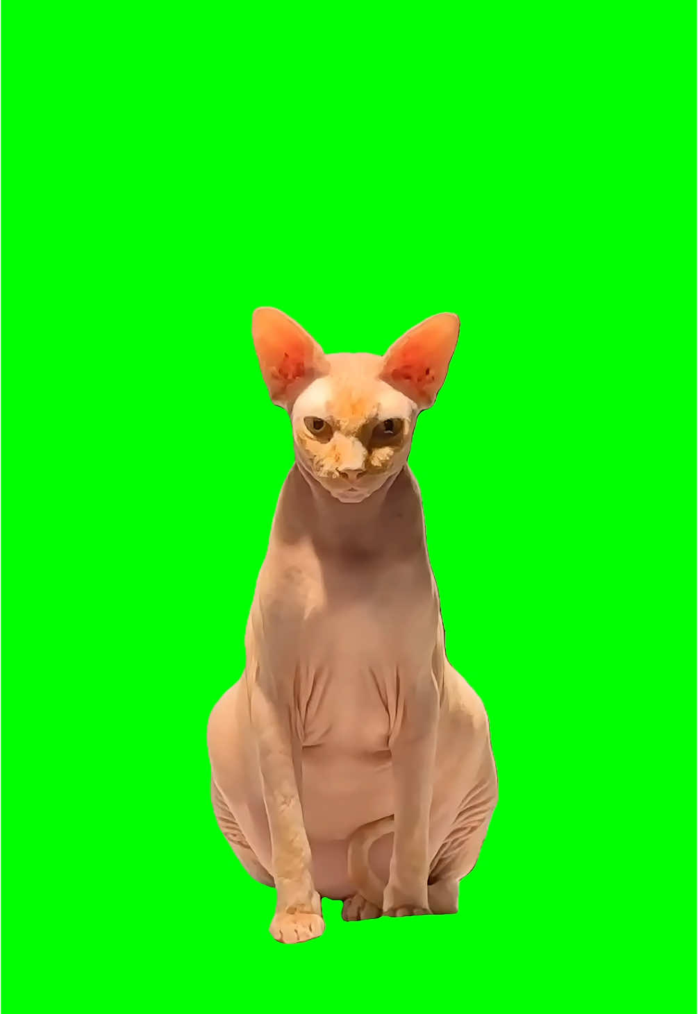 Evil Cat Look Meme Green Screen #discord #capcut #capcut2025 #viralgoals #fyp #meme #greenscreen #viral #trend #memecut #cat #evil #