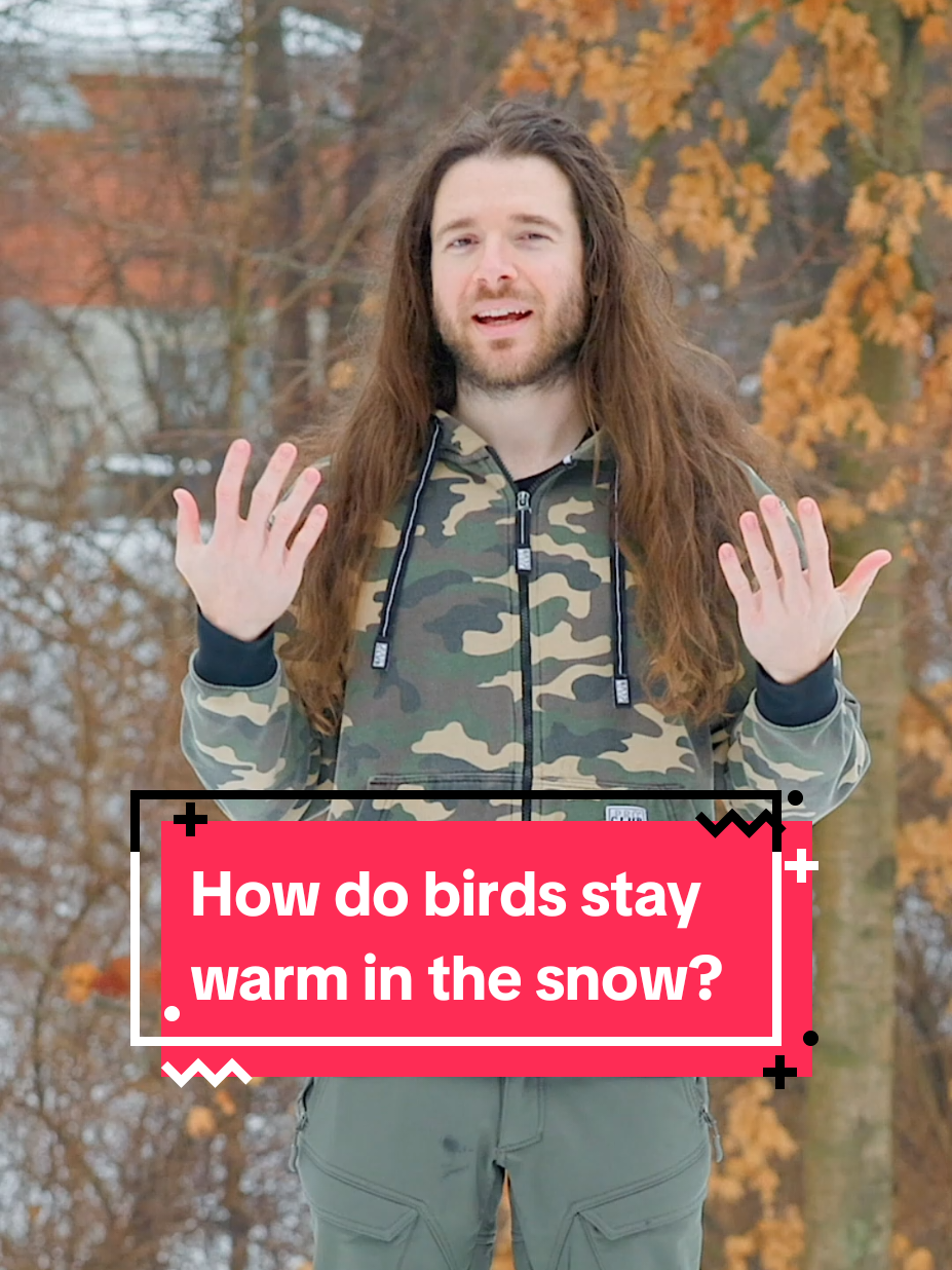 How do birds survive the cold? ❄️ #birds 