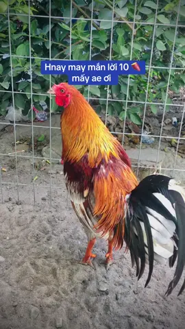 Chủ nhật hnay may mắn ae 🍠 ae xem vui 