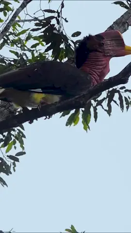 Rangkong Gading #kicaumaniaindonesia #kicau #kicaumanianusantara #burung #satwa #bird #Bird #nature #fyp 