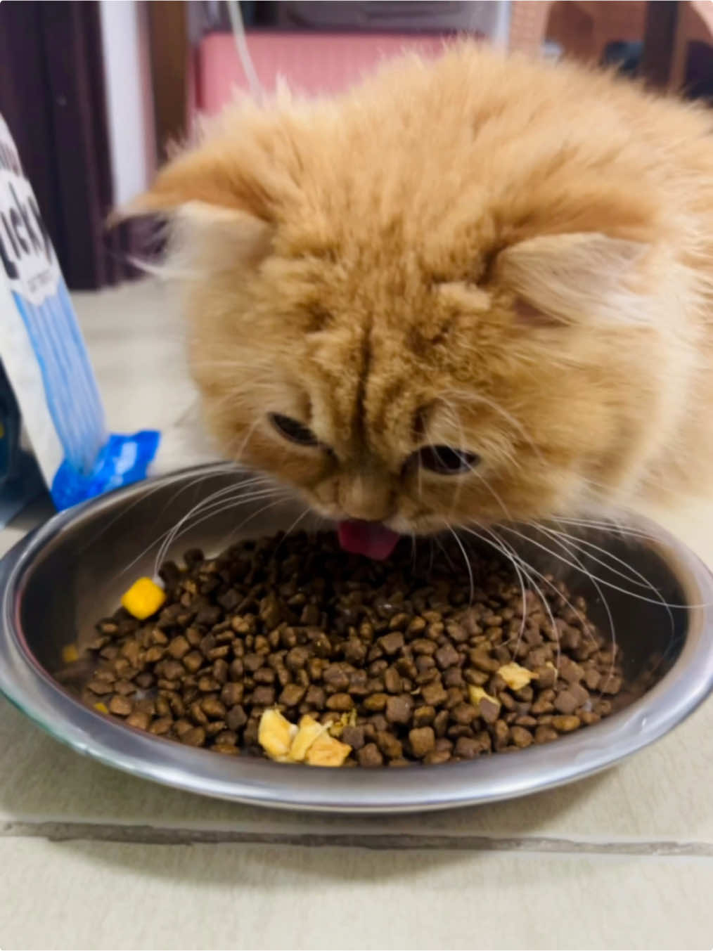 Affordable but Healthy Catfood for you Nekobabies 🤍 #PetsupPH #petsupcatfood #petsupdryfood #catfood #fyp #fypage #fyppppppppppppppppppppppp #fypシ゚ #fypage #cat #cutecat #catsoftiktok #cats #cutecat 