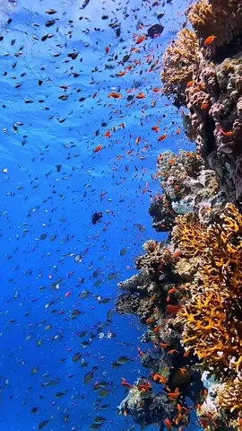 The life of small fish in the depths of the sea#fish #sea #nature #loveyou #fyp 