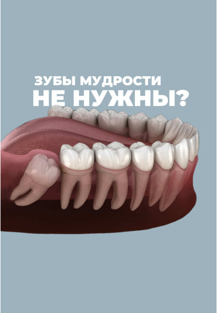 Зубы мудрости не рудимент  #луксмаксинг #лицо #внешность 