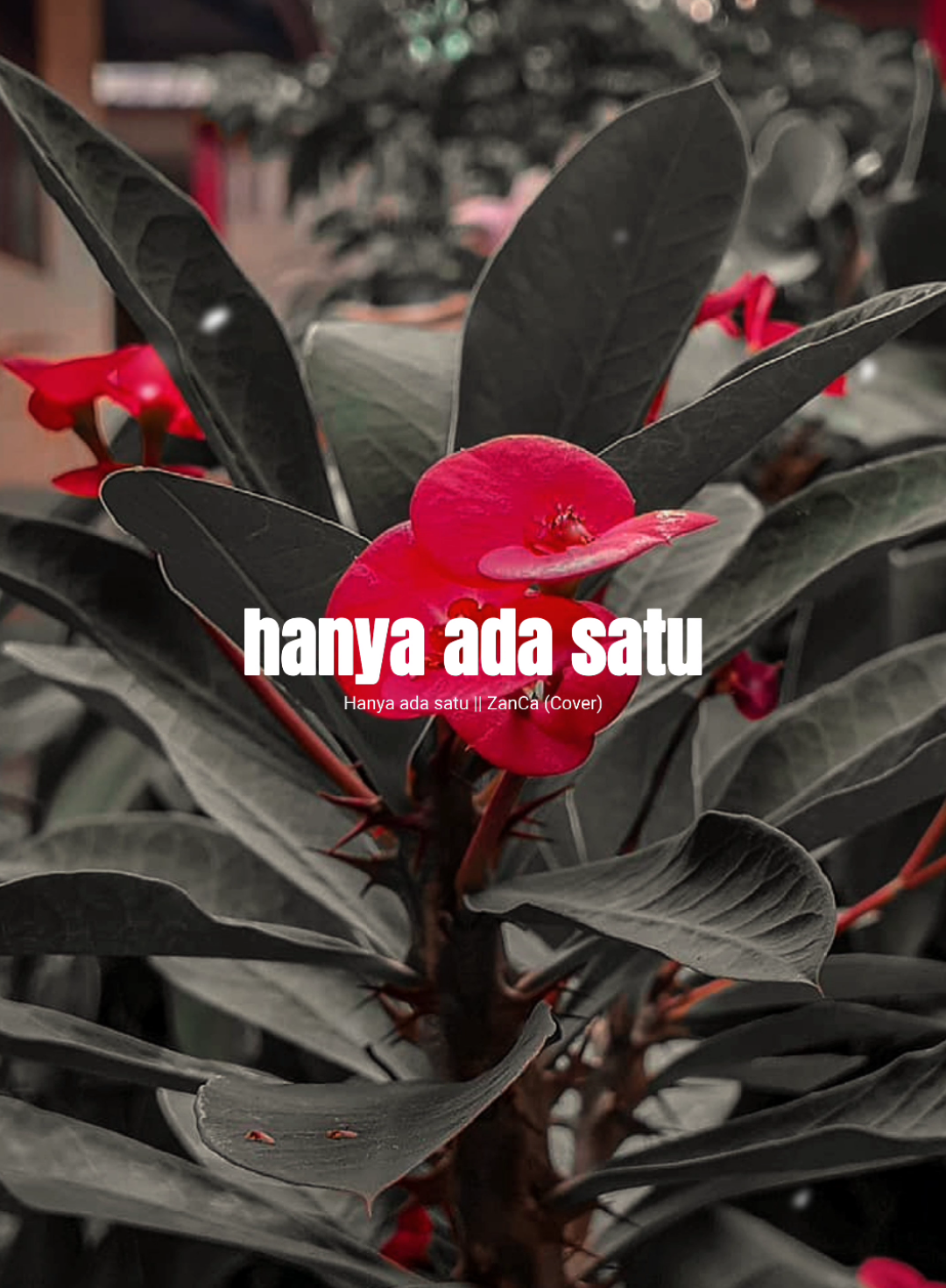 Hanya Ada Satu - Zanca (Cover) . . #CapCut #hanyaadasatu #zanca #coversong #coverlagu #liriklagu #lirikvideo #dangdut #trending #overlay #story #masukberandafyp #lewatberanda #foryoupage #foryou #fyp #xyzbca #tahunbaru2025 #david_jawara74 #dj_74® #banjarnegarastory 