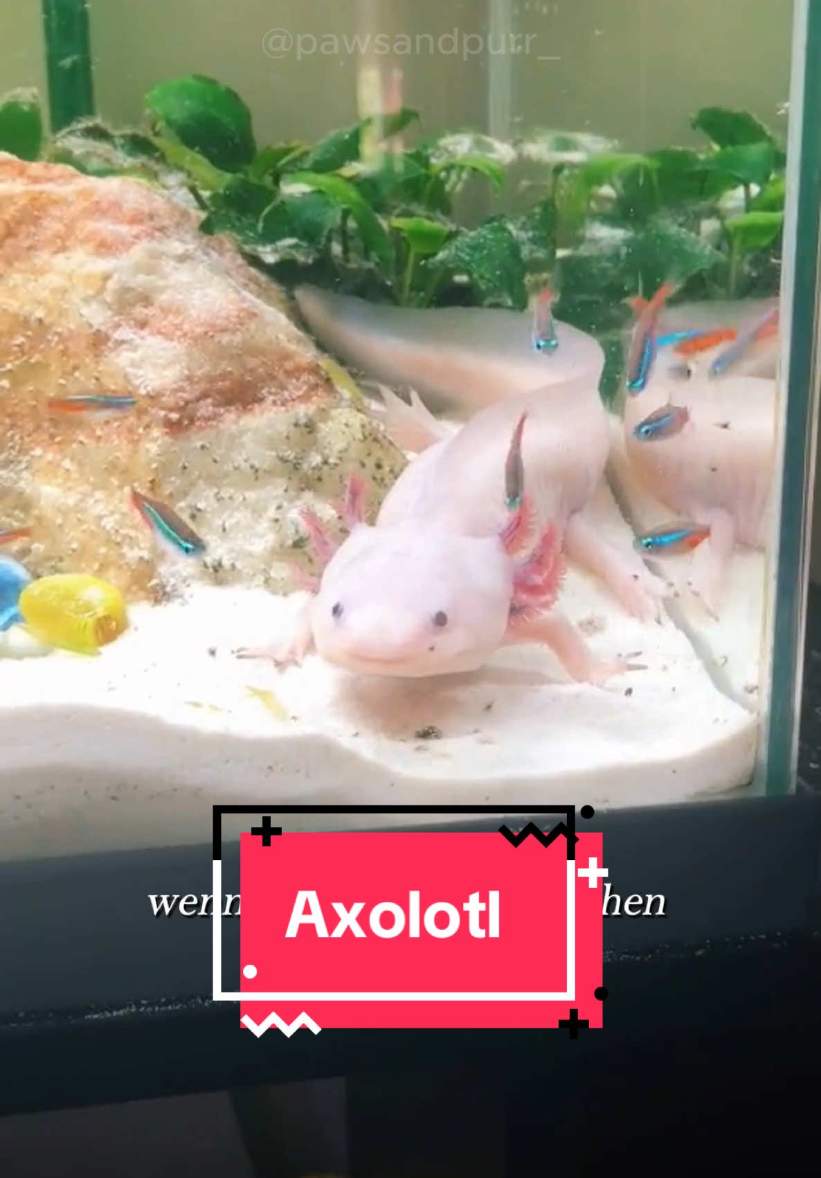 Axolotl #tiere #viral #axolotl 