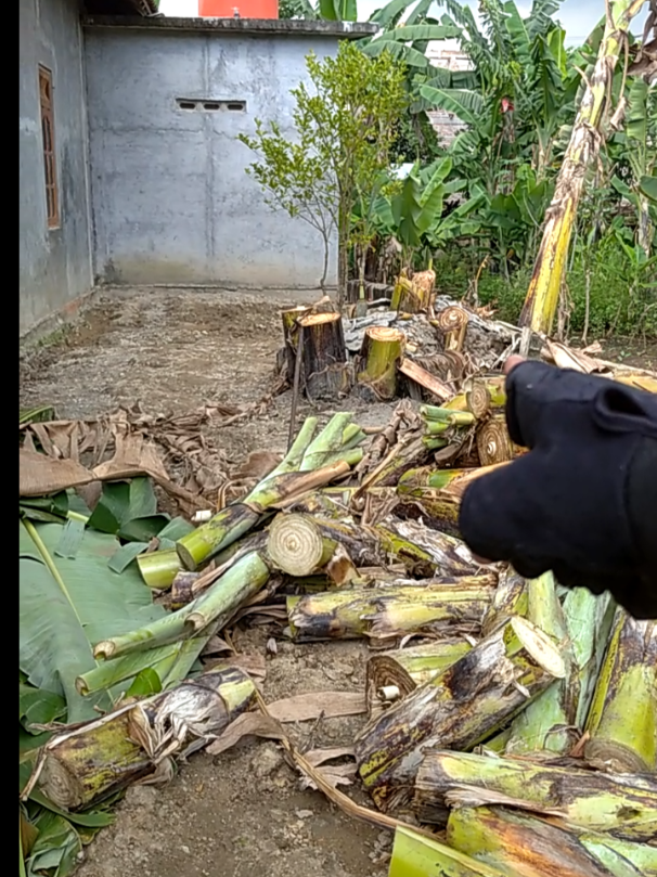 Day 14 Bikin Kebun Melon di Sebelah Rumah, Hari ini aku Masih di Proses Menyiapkan Lahan Membersihkan Pohon pisang yang dapat Menggangu Tanaman Melonku #sukoharjo #2025 #desa #kebunku #kebunbuah #belajar #mencoba #memulai #melon #menanam #buah #petanimilenial #petanimuda 