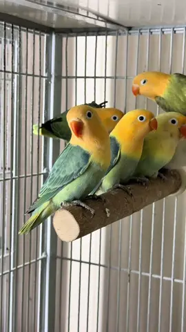 Beautifull Aqua opaline / Dunfallow #trending #viral #viralsong #viraltiktok #foryou #trendingvideo #lovebirds #breeding #kkasad 