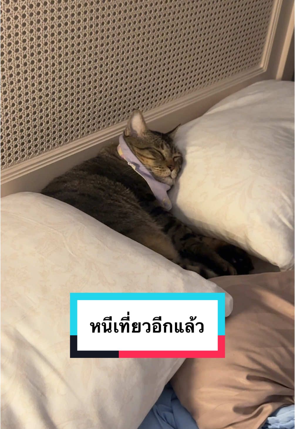 หนีเที่ยวคืองานหลักของช้าง #ช้างช้าง #pramycat 