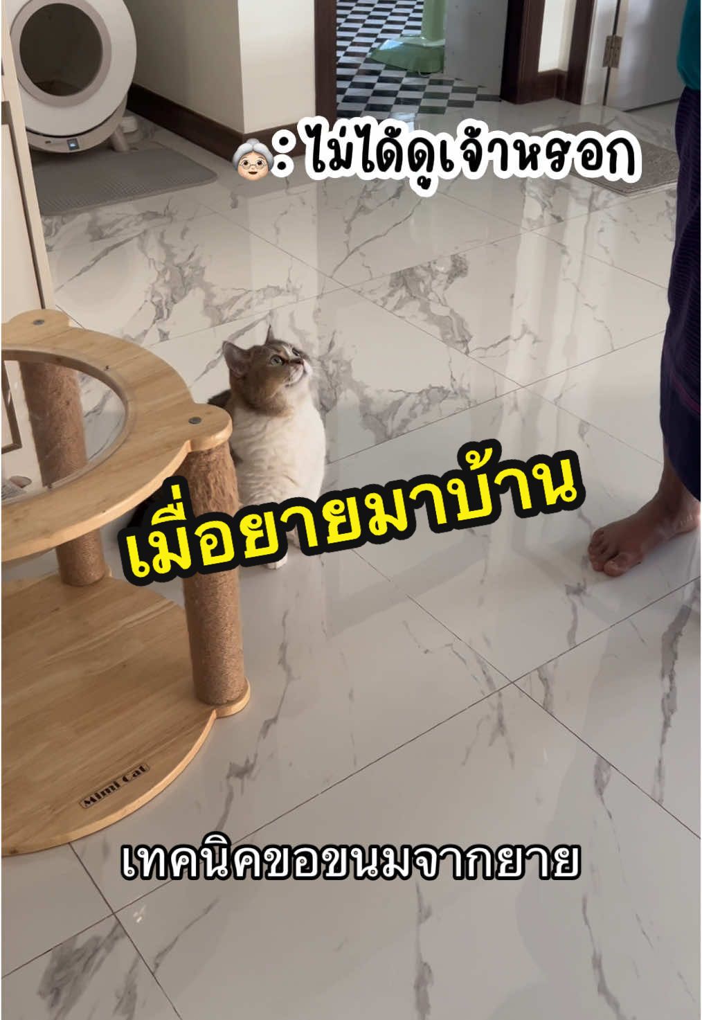 คนนี้หรอที่บอกไม่ให้เลี้ยงแมว  🐈 #มังคุดแมวหน้ากลม #มังคุดแมวอ้วน #สก๊อตติชผสมบริติช 