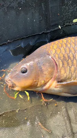 Who likes catching fish? 🙋‍♂️ #fyp #foryou #foryoupage #fishing #fishinglife #fishtok #angler #carpfishing #nayzofishing #viral 