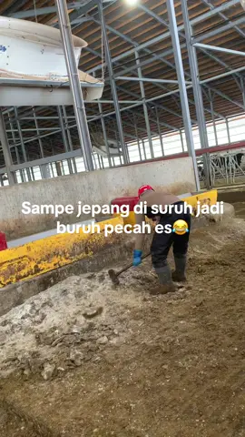 Boyok tenan iki bolo🤣#kensusei🇮🇩🇯🇵🎌 #tamamaru #tokuteiginou #musimdingin #fyp #kensuseijapan🇮🇩🇯🇵 #purworejo24jam #xcyzba #helm #helemmerah⛑️ #kulikandang #jobpeternakanjepang #安全第一 #hokkaido #salju @sego_berkat6 
