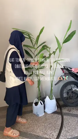Makasih kak sudah beli tanaman obat di @P4SBaktiHuripTasik  🫶🏻🧚🏻‍♀️ Sehat-sehat lancar kuliahnya ya kak 🤲🏻🫶🏻🥰✨  #tanamanobat #petaniindonesia🇮🇩🇮🇩🇮🇩🌿🌿 #jualtanaman #jualtanamanonline #pemulyaantanaman #fypage #kotatasikmalaya #fypシ゚ #p4sbaktihurip #kwtkenanga 