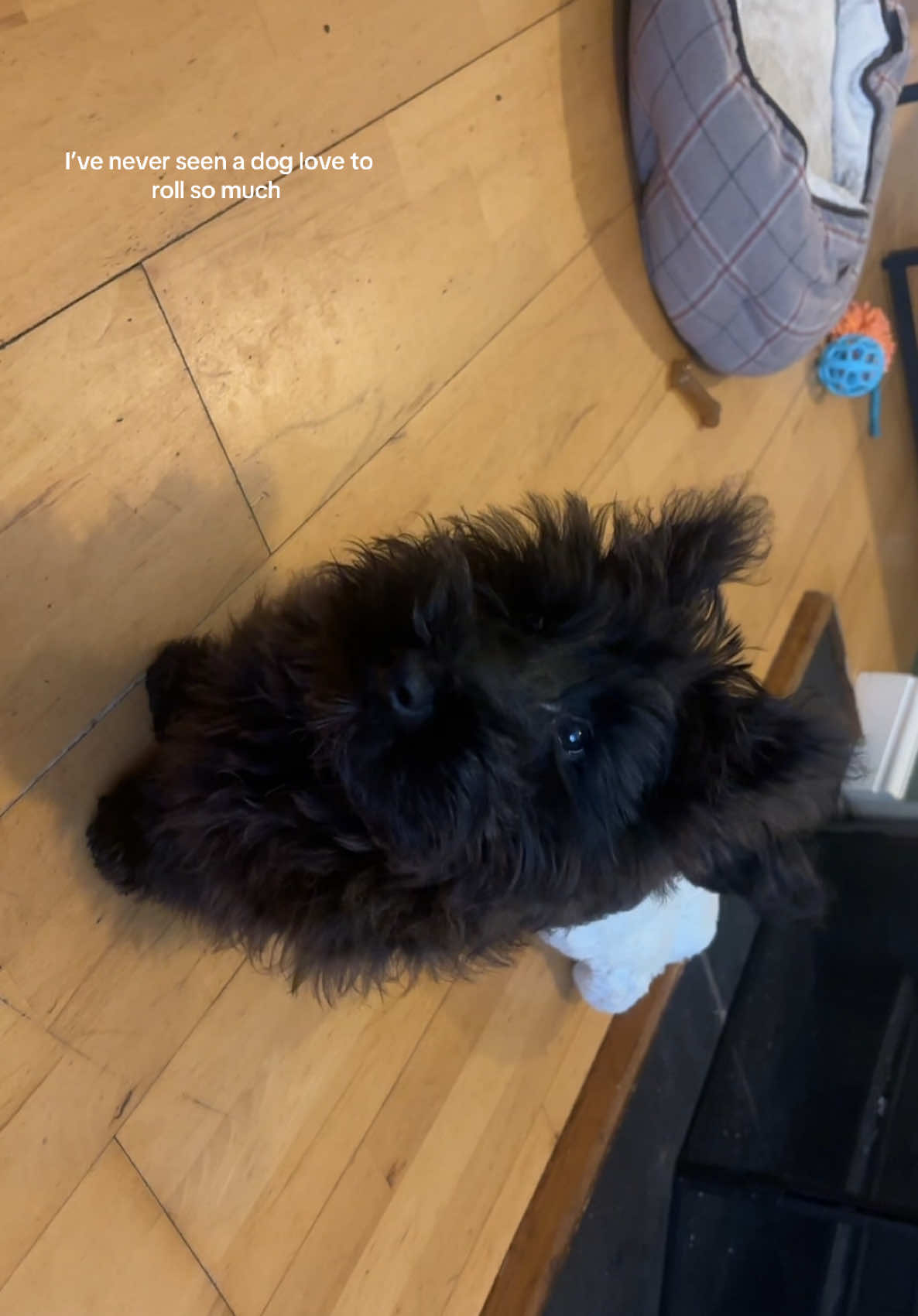 Angus and his rolls ⭐️  #scottishtiktok #scottishterriersrule #dogsoftiktok #scotties #scottiesoftiktok #scottiesspace #puppyroll #dogsweater 