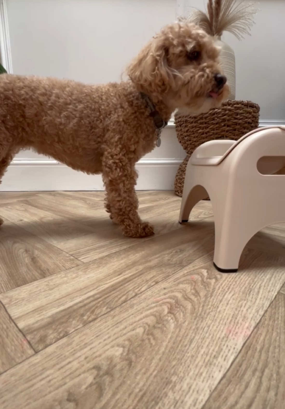 Posture perfection 😍 #easyeat #raisedpetbowl #petproducts #dogbowl #dogproducts #dogsoftiktok 