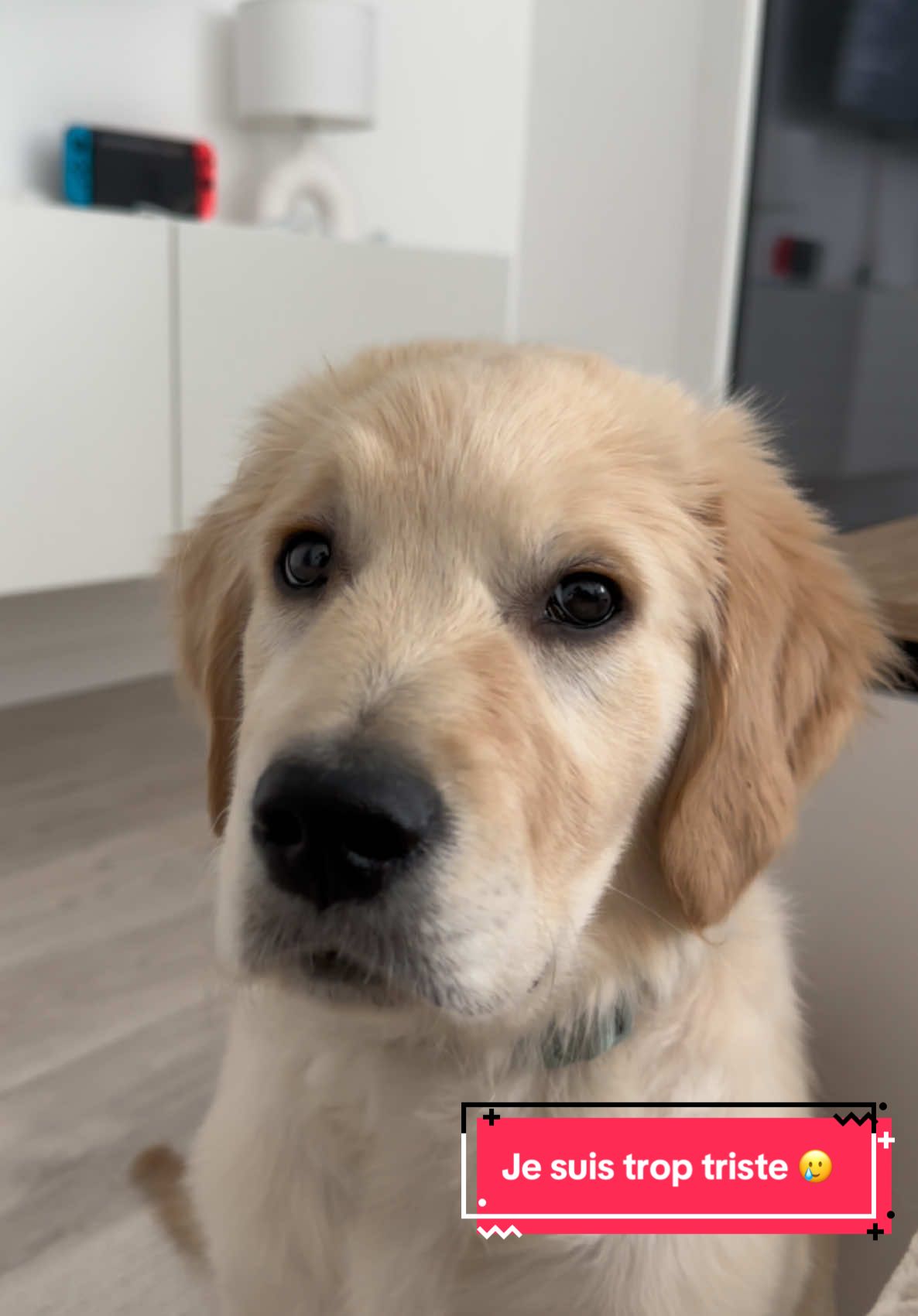 Un dimanche qui commence super mal 🥲 #dogsoftiktok #dog #cutedog #goldenretriever #pourtoii #chien #puppylove #sadstory #triste💔 
