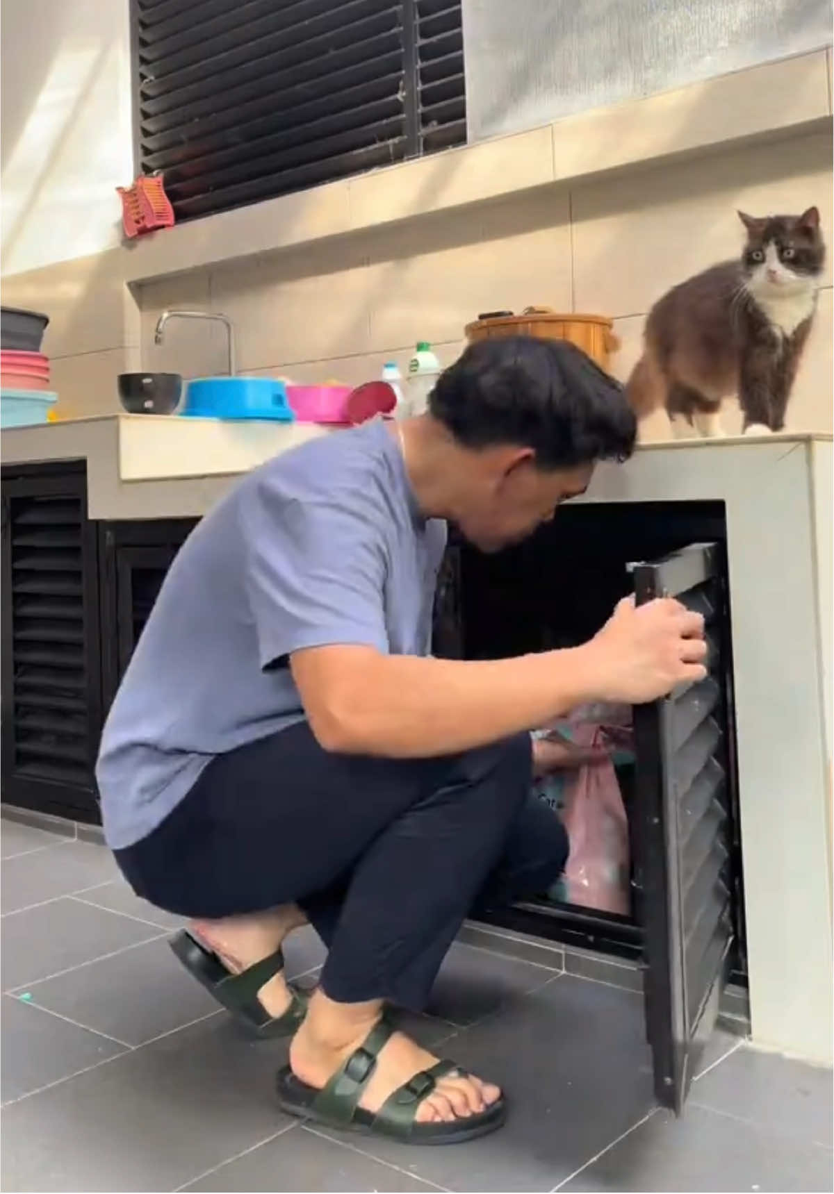 this is what always happened when you partime as cat sitter hahaha. macam2 ragam kucing 🤣🤣 #foryoupage #catsoftiktok #fyp #cat 