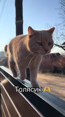 #кіт #cat #рекомендаціїукраїна #тіктокукраїна 