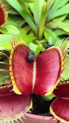 Big fly trap plant species eating insect