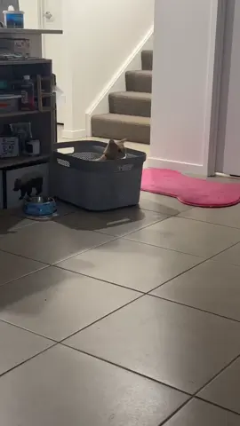 Tilly never fails to make me smile #orangecat #orangecatsoftiktok #cat #cute #fyp #funnycat #catsoftiktok 