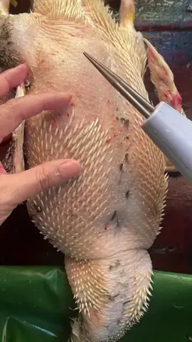 Máy nhổ lông gà vịt cầm tay đa năng nhanh gọn#maynholonggavit#dodungtienich #tiktokviral #xuhuong  