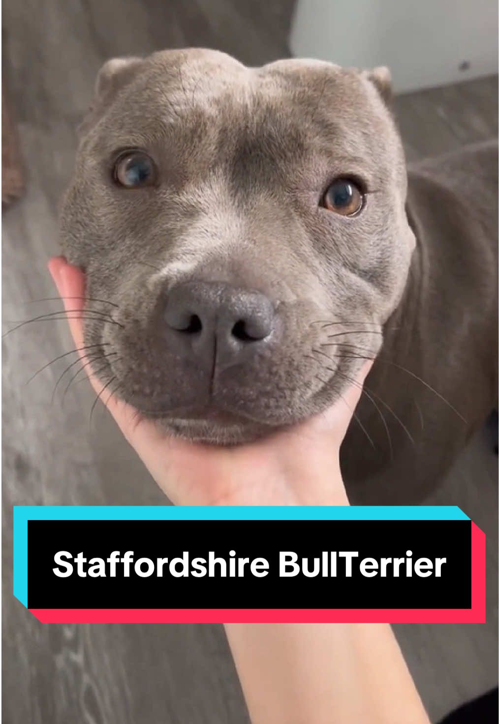 Der Staffordshire Bullterrier, oft einfach „Staffy“ genannt, ist eine Rasse, die für ihre Stärke, Intelligenz und Loyalität bekannt ist. Trotz seines muskulösen Aussehens ist er ein wahrer Familienhund, der sanft und liebevoll mit seinen Menschen umgeht. Seine verspielte Art macht ihn zum idealen Begleiter, besonders für aktive Haushalte. Wusstest du, dass er auch als “Kinderliebhaber-Hund” bezeichnet wird? Entdecke, warum der Staffy so besonders ist und warum er weltweit Herzen erobert! 🐾💪 #staffy #hund #hundeliebe #Familienhund #hundewissen 