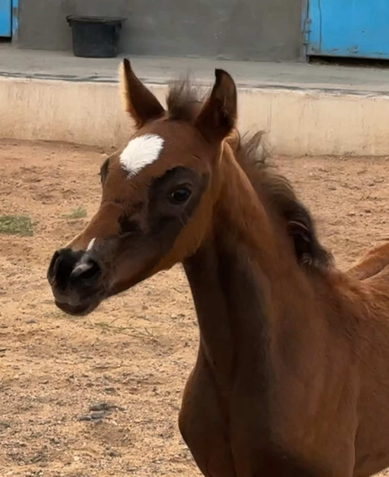 شام وارف🤍@waref_stud #مربط_وارف #الخيل #الخيل_من_خيالها #الخيل_عشق_لاينتهي🐎❤️ #الخيل_العربية #الطايف 