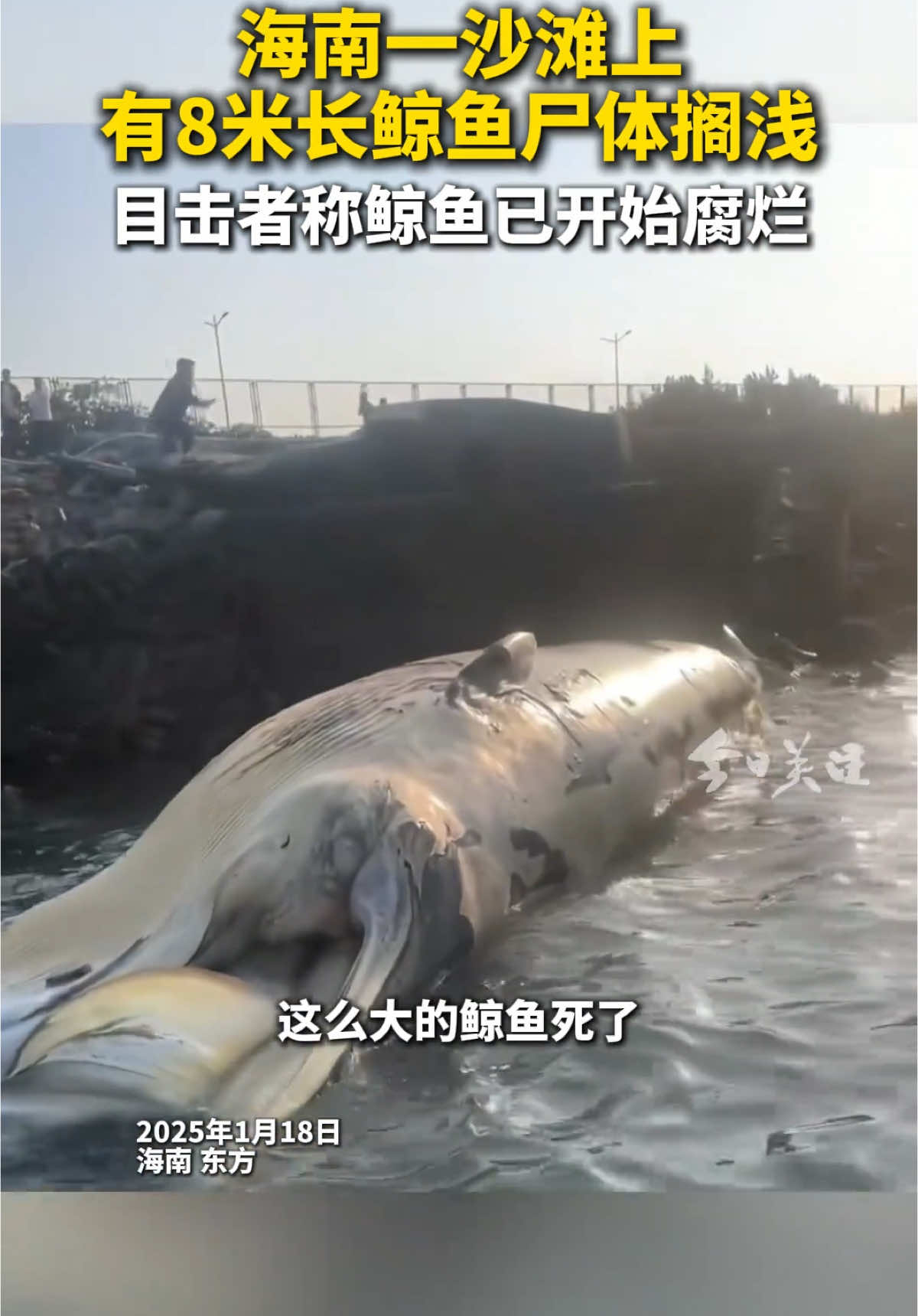 海南一沙滩上 有8米长鲸鱼尸体搁浅 目击者称鲸鱼已开始腐烂