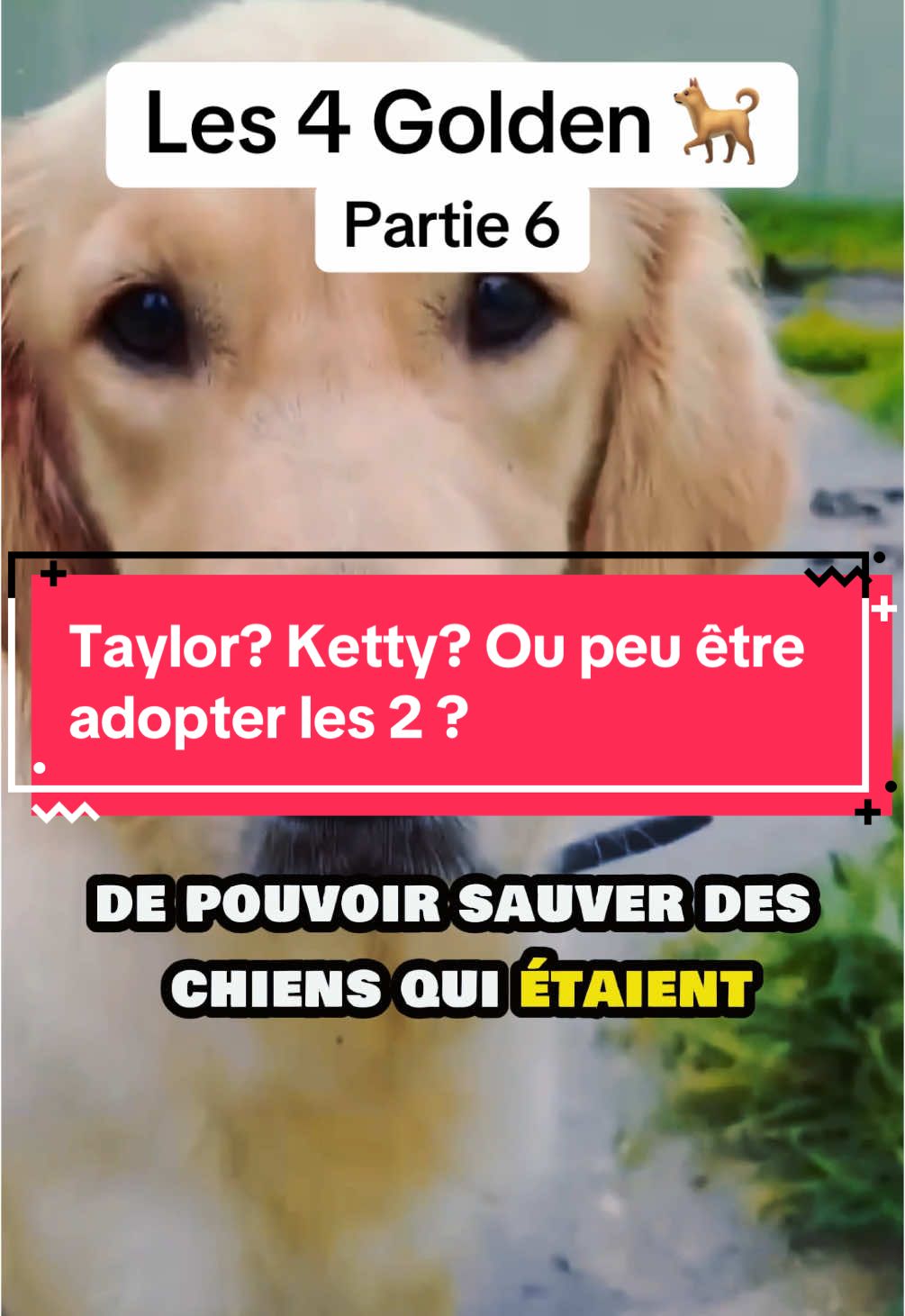 Taylor ou Ketty ? Et pourquoi pas les 2 ? #adoption #abandon #SPA #chien 