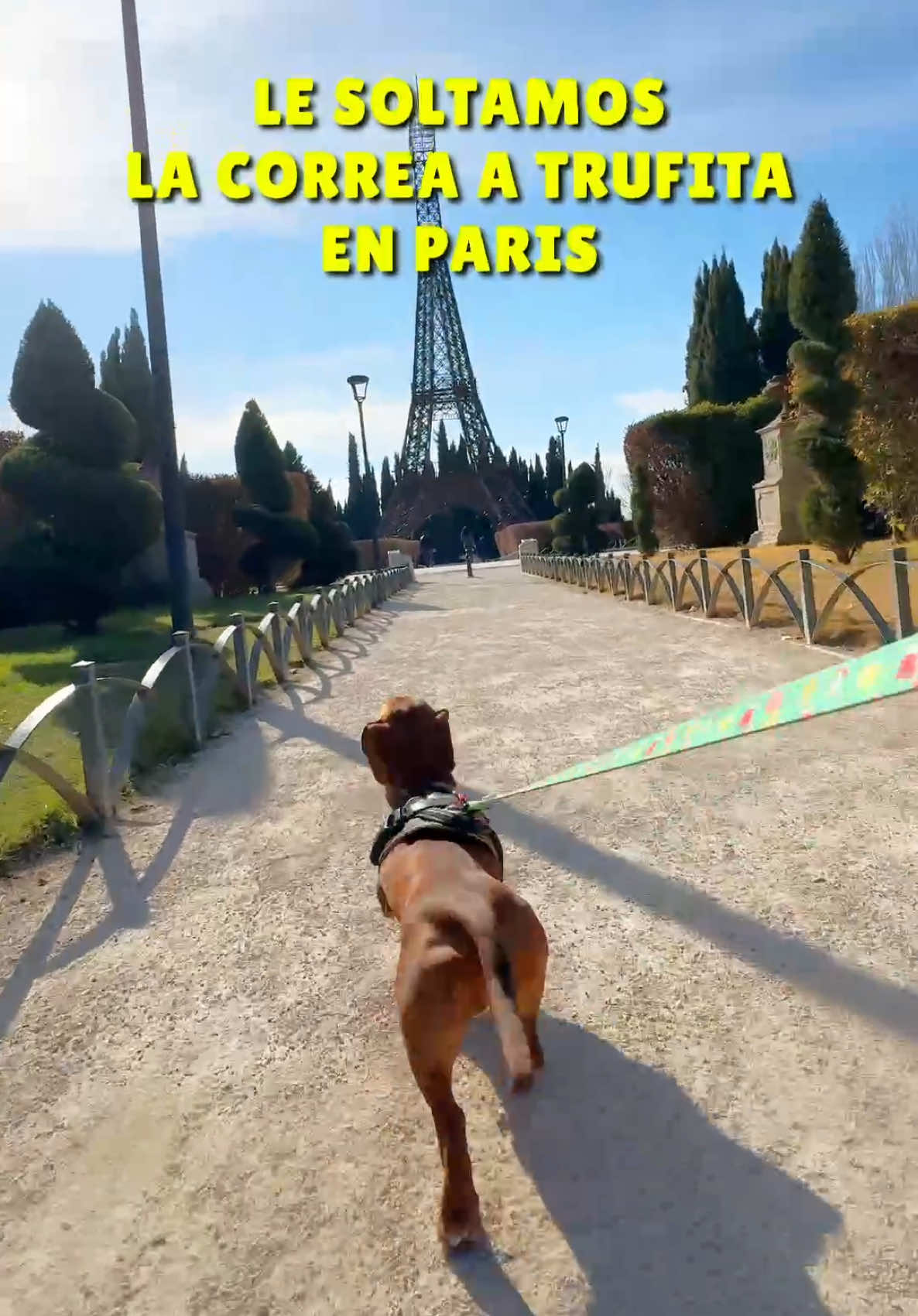 Me sueltan la correa en Paris!😰😂 #dachshund #humor #perrostiktokers #trufalasalchicha #mascotas #teckel #perrosalchicha 