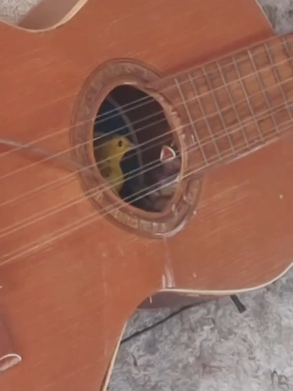 Olha onde os canários fizeram ninho... Dentro da viola no rancho do meu amigo Clóvis 🎵🎼🐤 #canarinho #viralizou #viral_video 