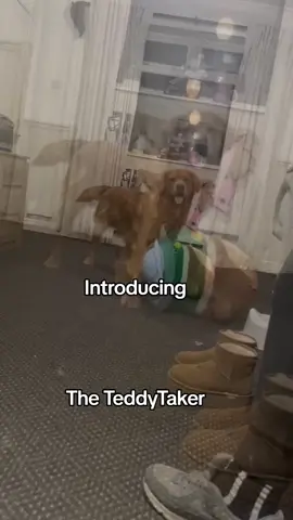 #goldenretriever #teddytaker #wrestling #fyp #123 