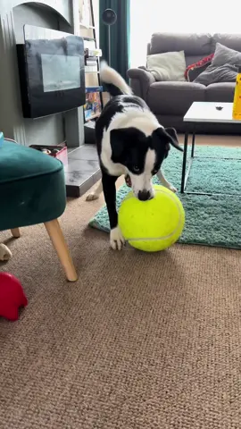 Riley and his favourite ball 🥎 😍 #dogsoftiktok #cutedogs #shopping #dogsfyp #PetsOfTikTok 