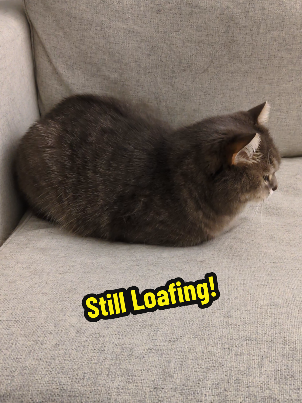 Still Loafing!  🍞 #cat #cute #catsoftiktok 